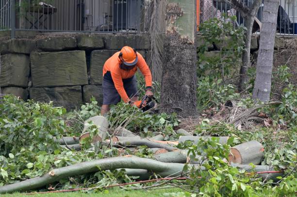 Best Large Tree Removal  in Coupeville, WA